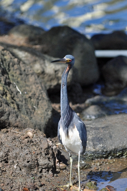grenada, caribbean, west indie-038.jpg - TRICOLOR HERON - GRENADA, CARIBBEAN - 2011
